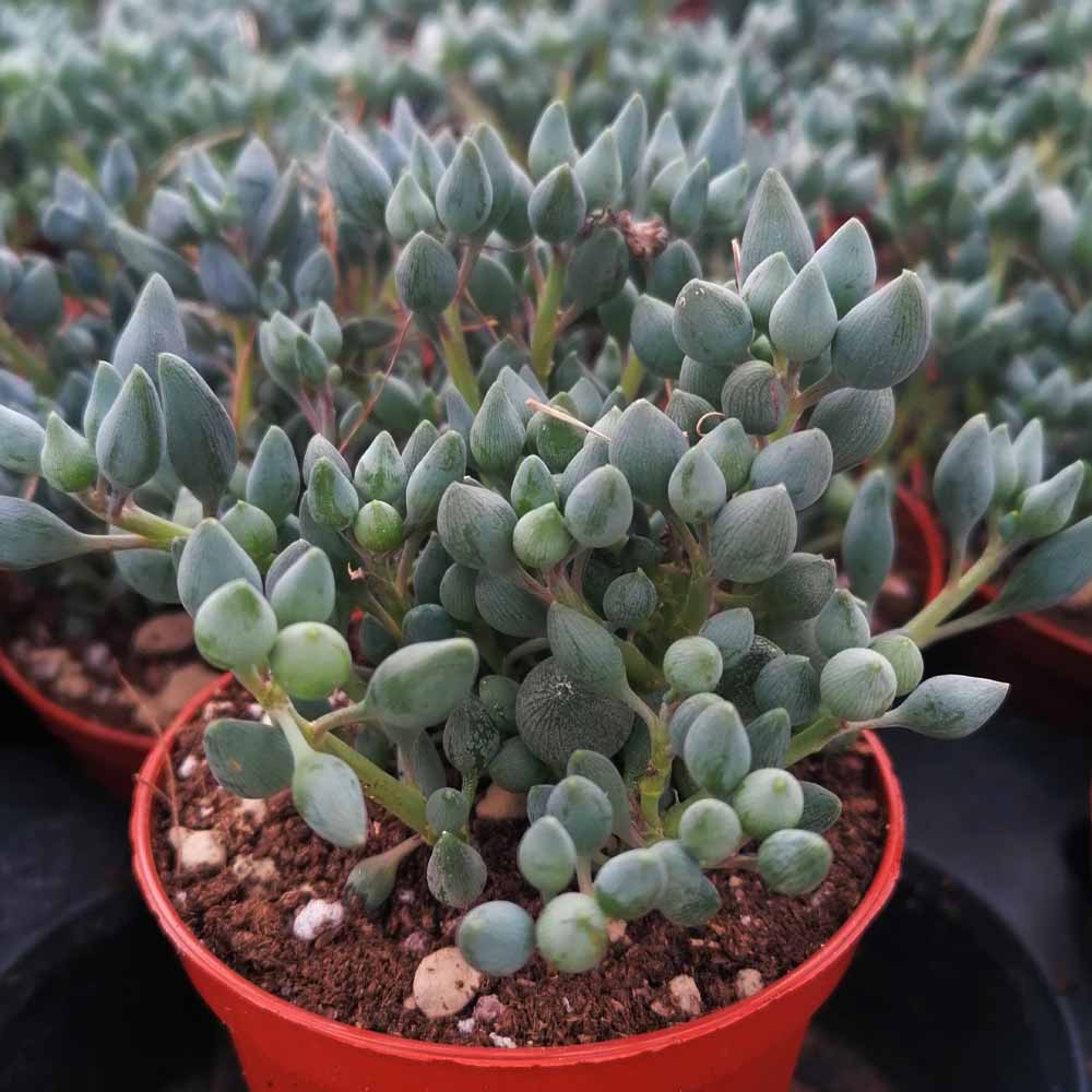 senecio citriformis
