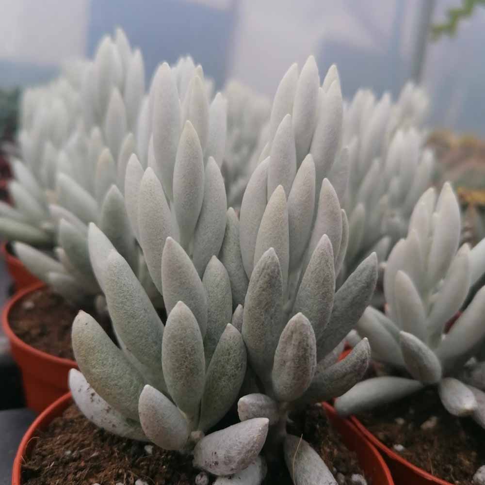 senecio haworthii pianta