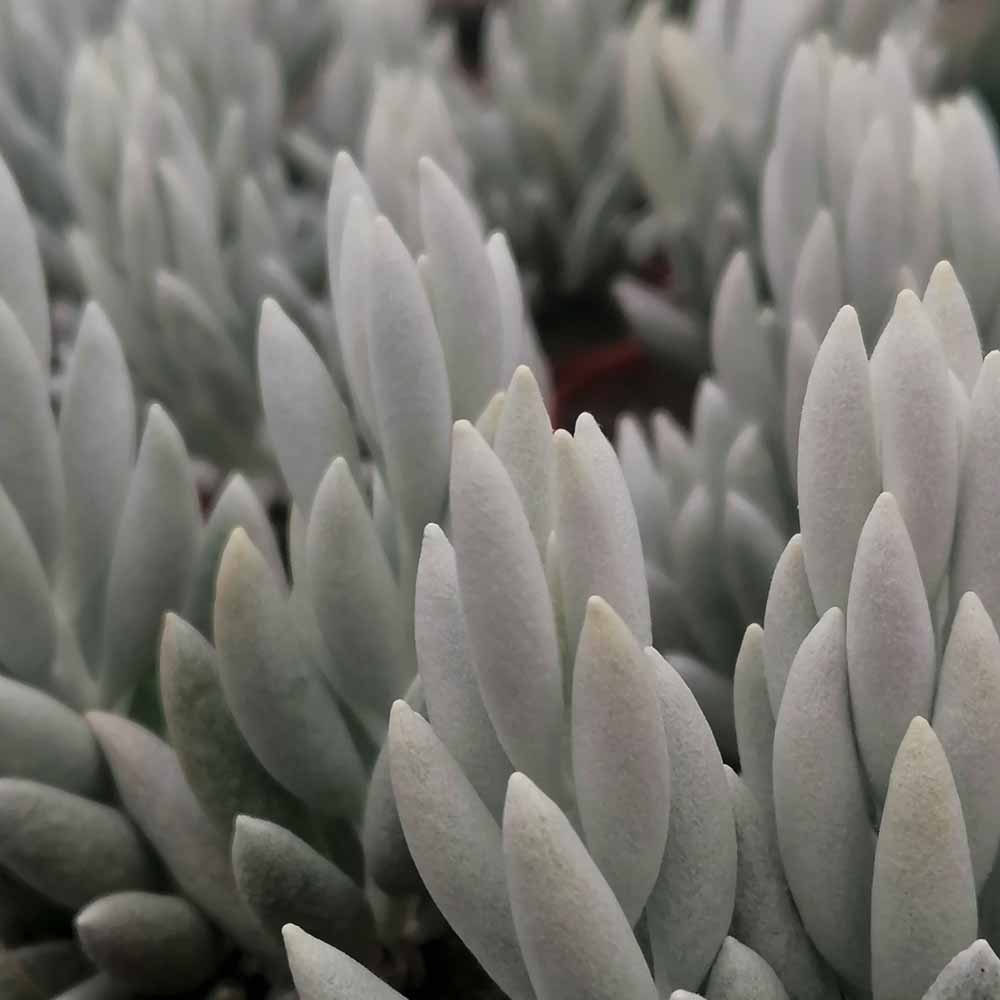 senecio haworthii