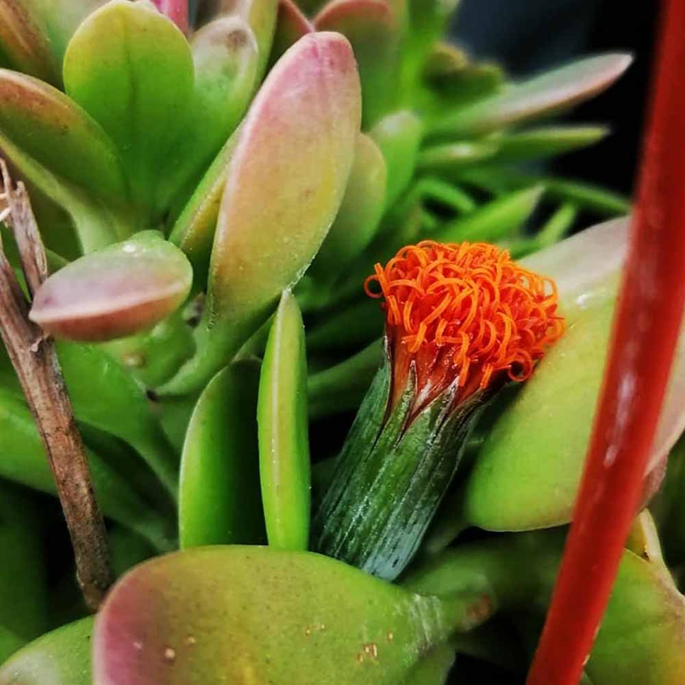 senecio jacobsenii fiore