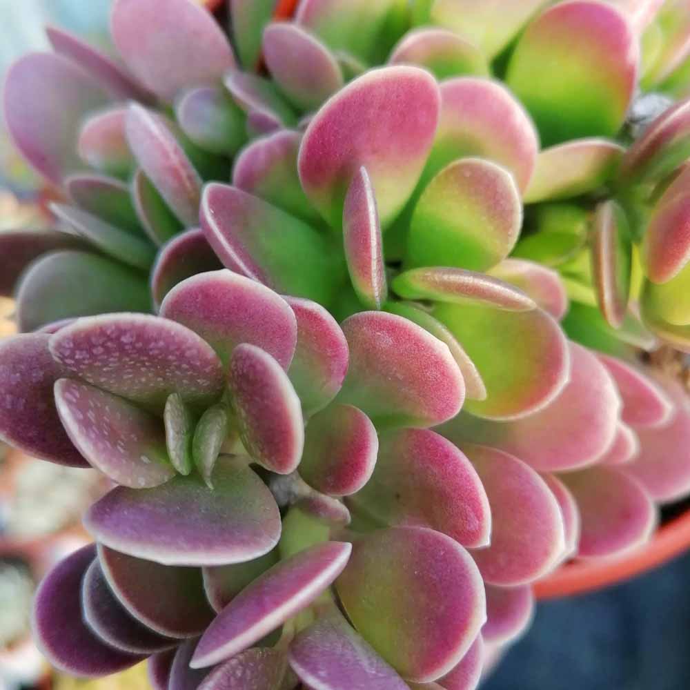 senecio jacobsenii