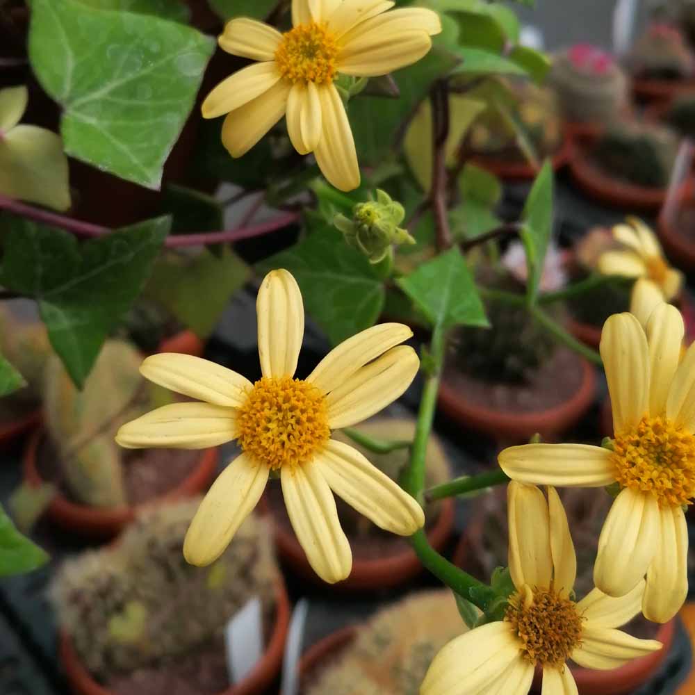 senecio macroglossus variegato fiore