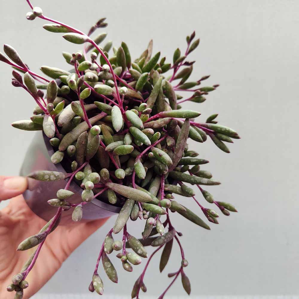 senecio purple flush