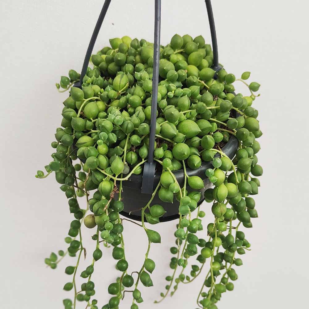 senecio rowleyanus PIANTA