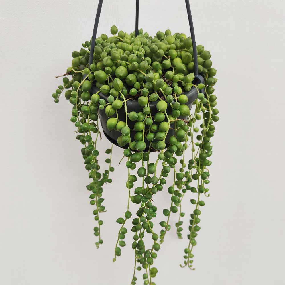 senecio rowleyanus