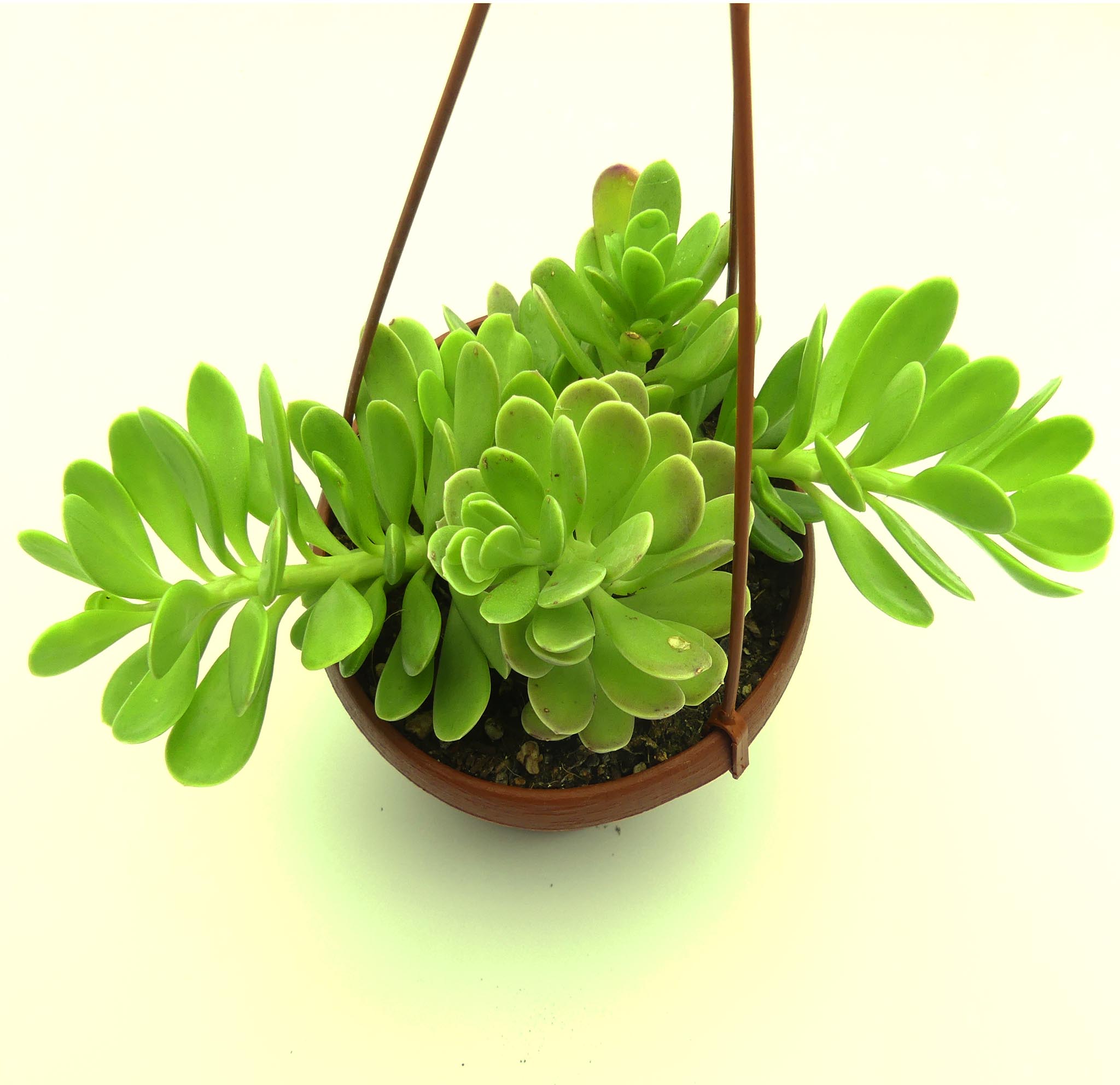 senecio jacobsenii