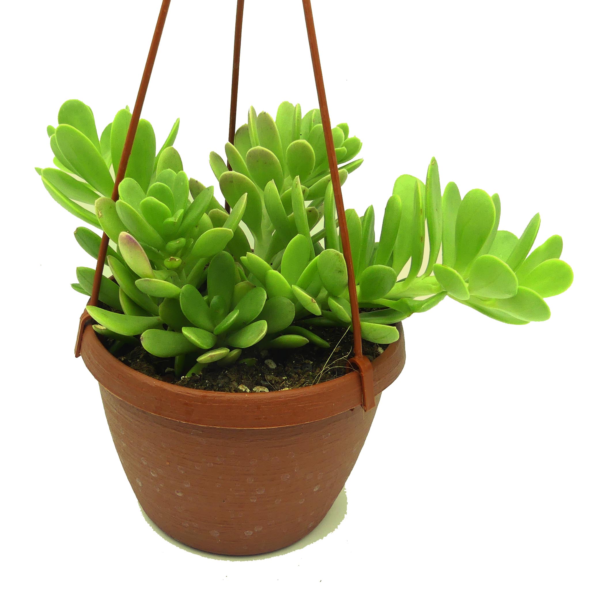 senecio jacobsenii
