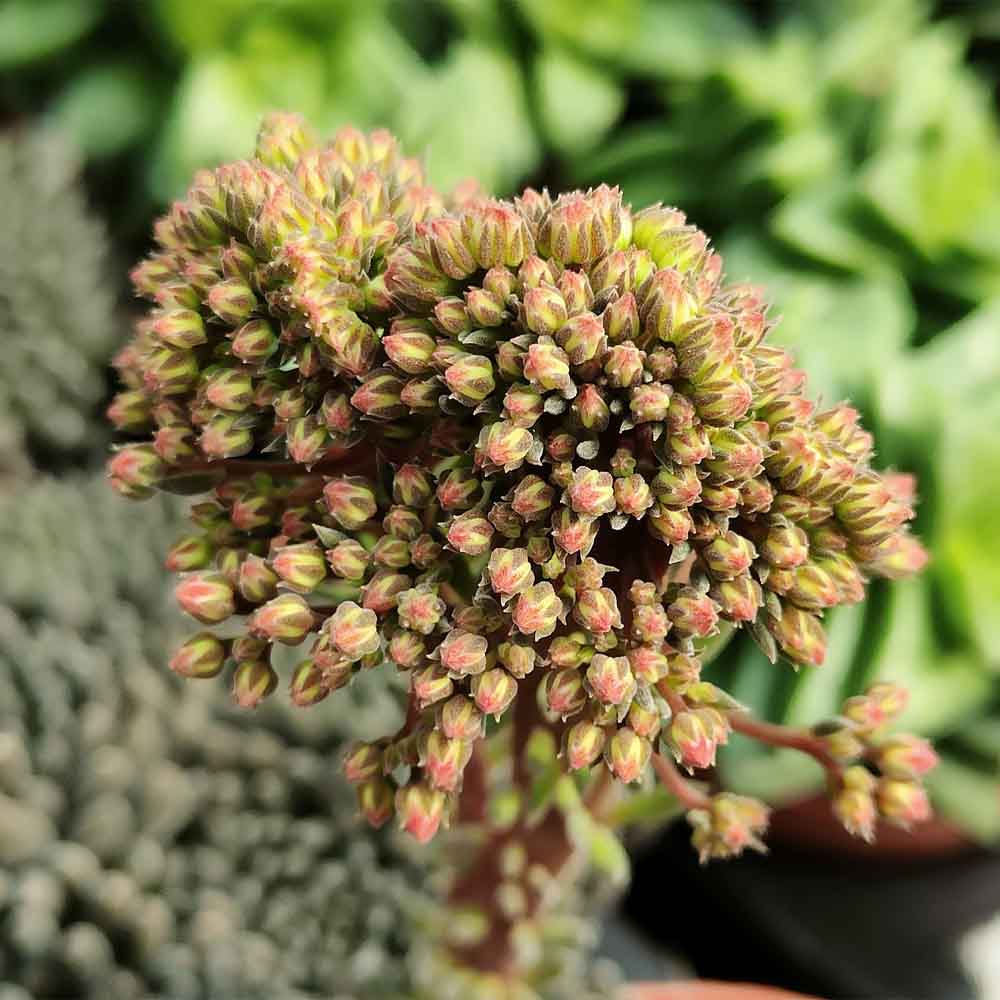 sinocrassula yunnanensis fiore