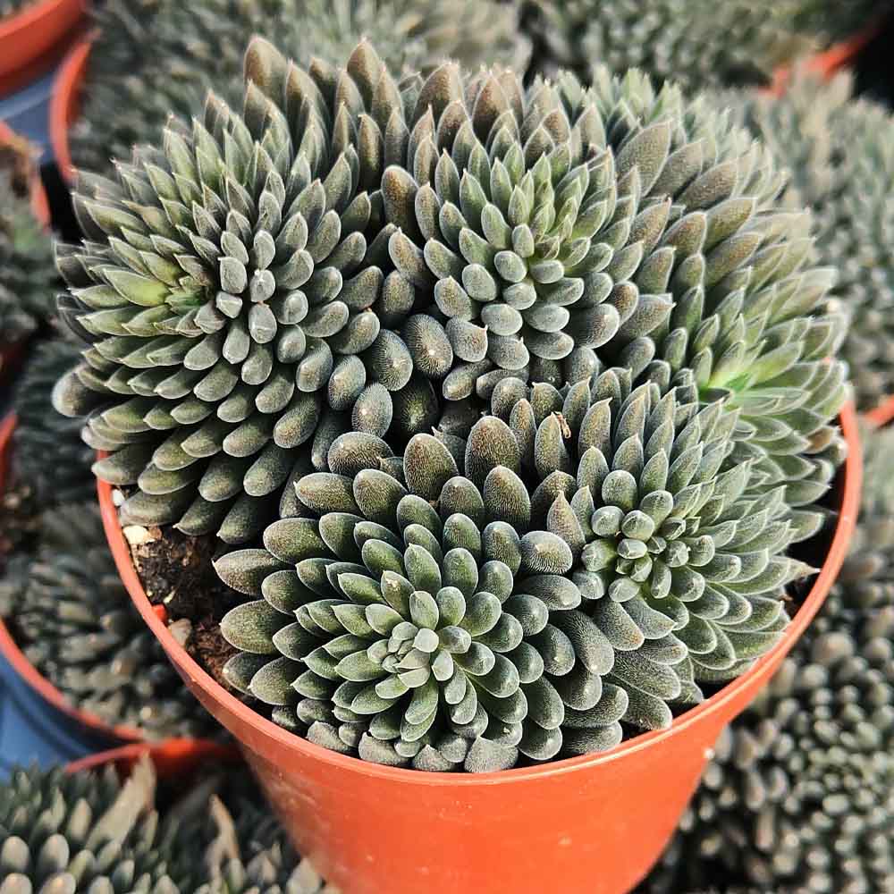 sinocrassula yunnanensis