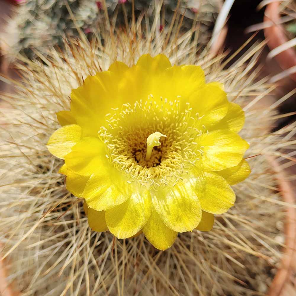 soherensia formosa fiore