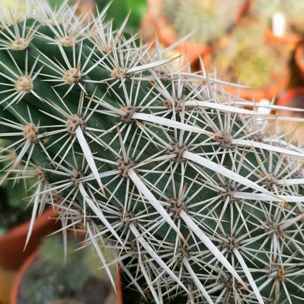 stenocereus eruca