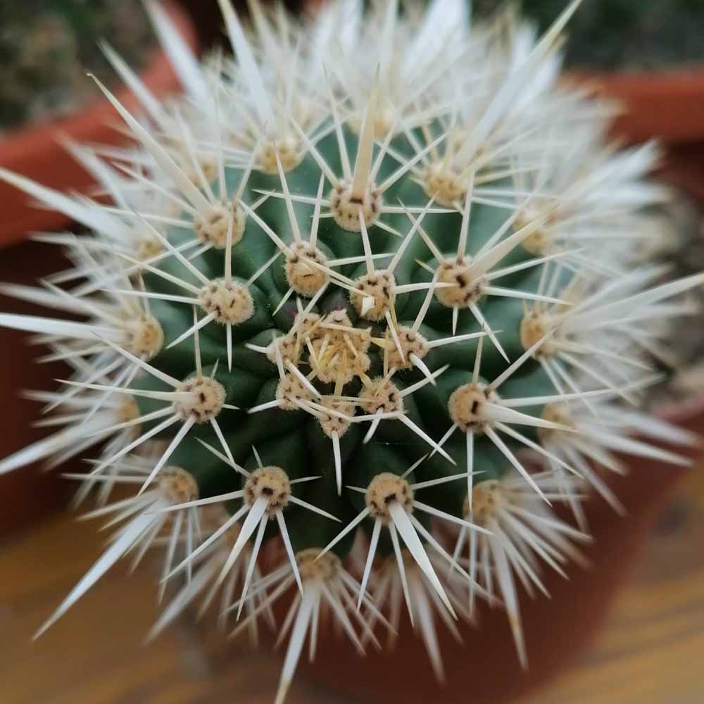 stenocereus eruca