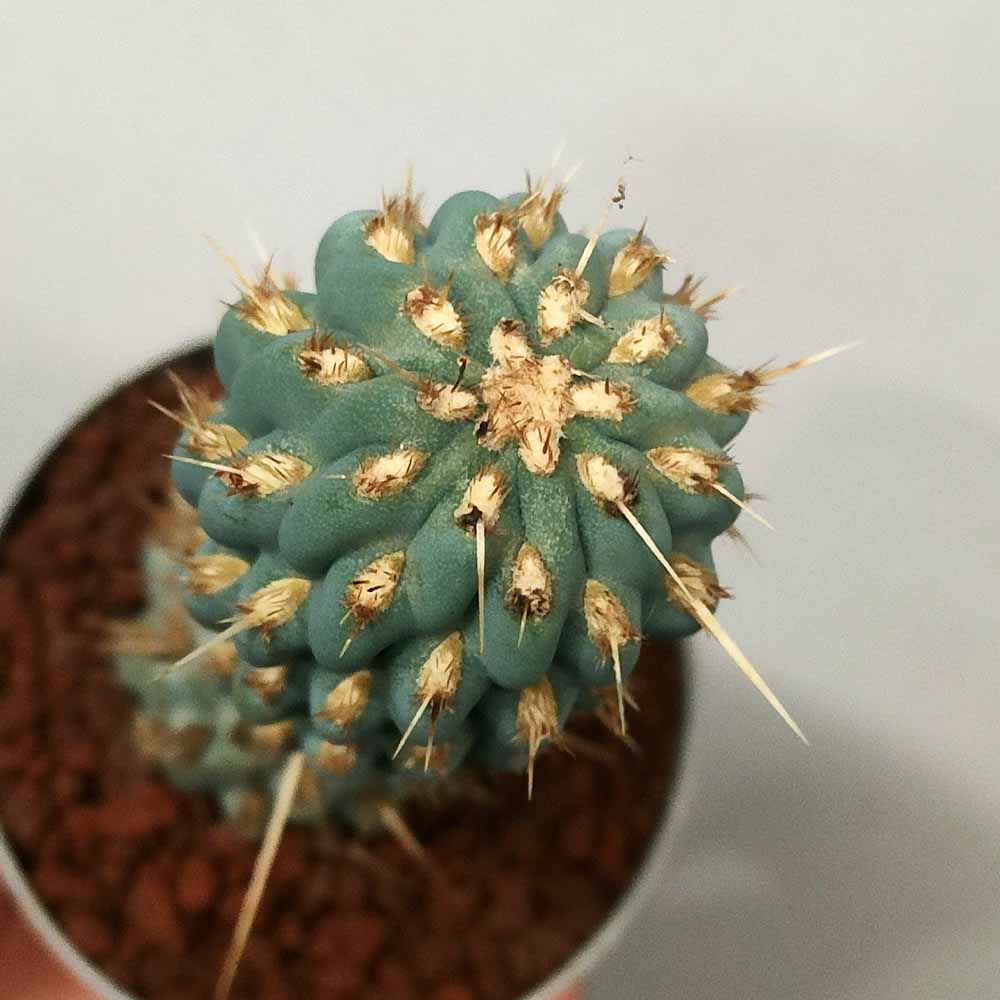 tephrocactus miquelii cactus