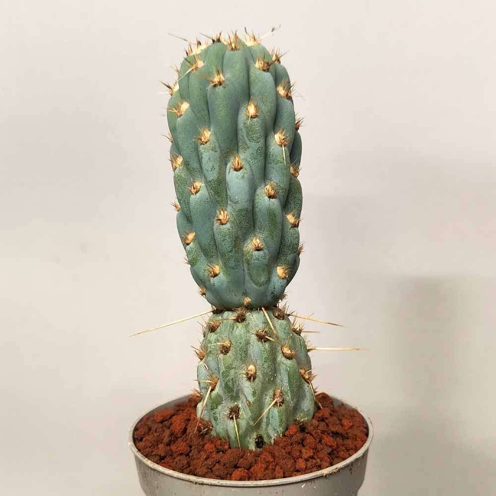 tephrocactus miquelii