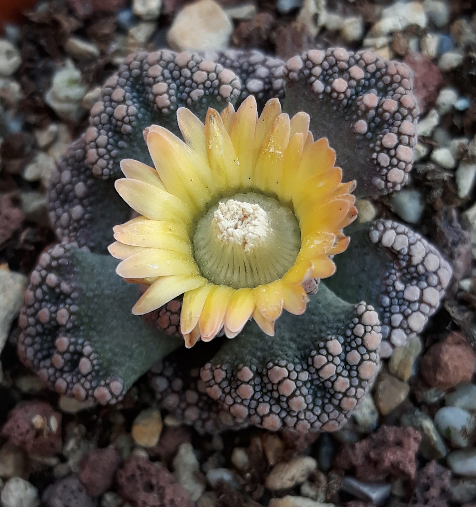 titanopsis calcarea