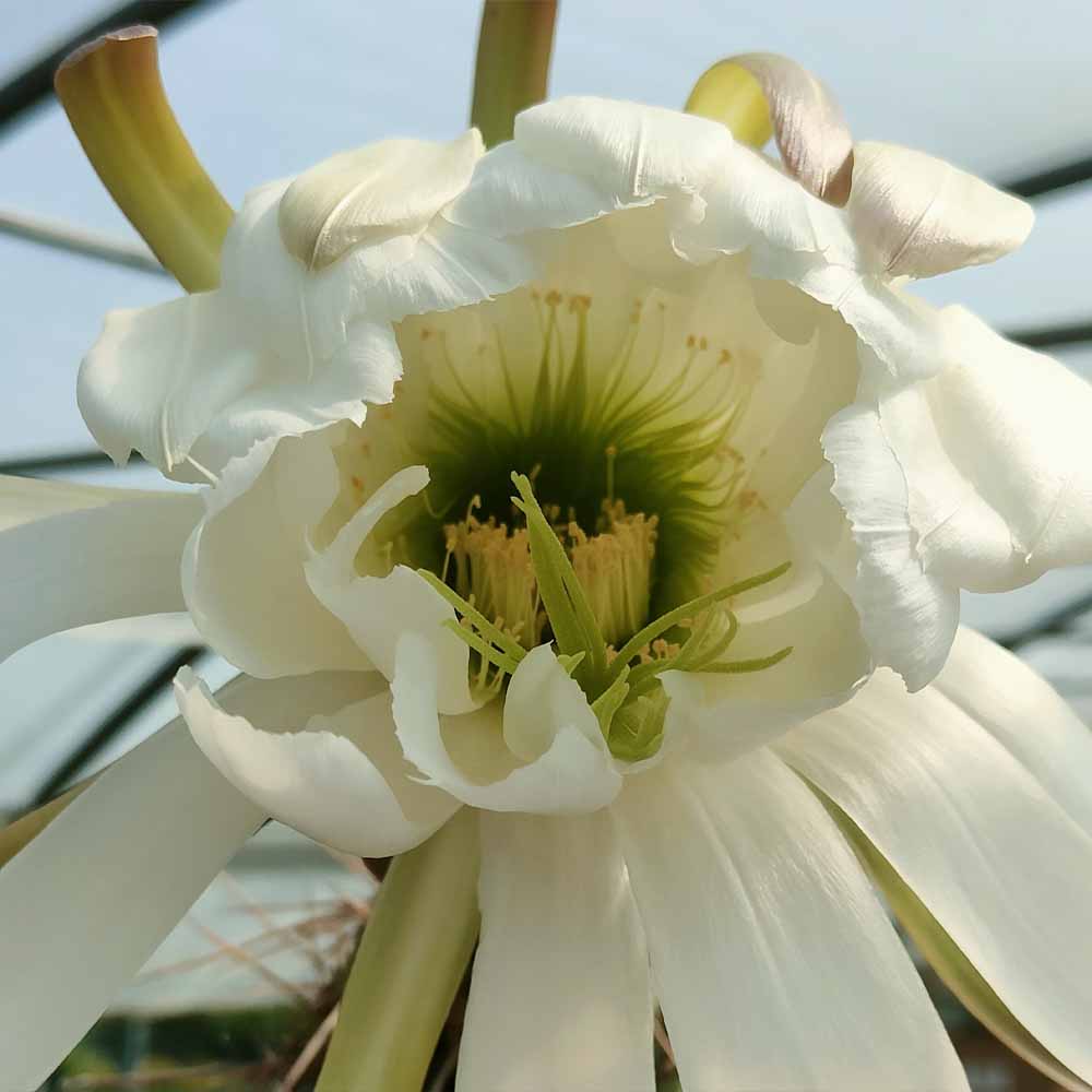 trichocereus chiloensis fiore