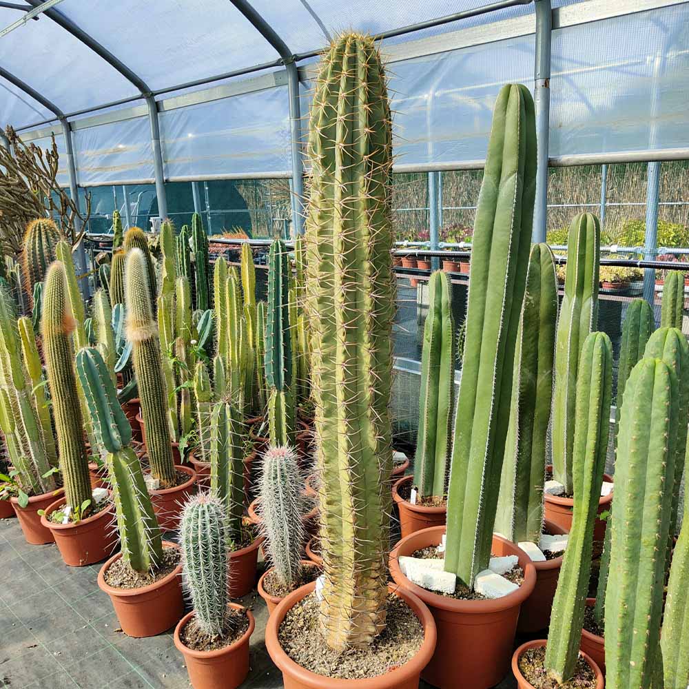 trichocereus chiloensis pianta grassa