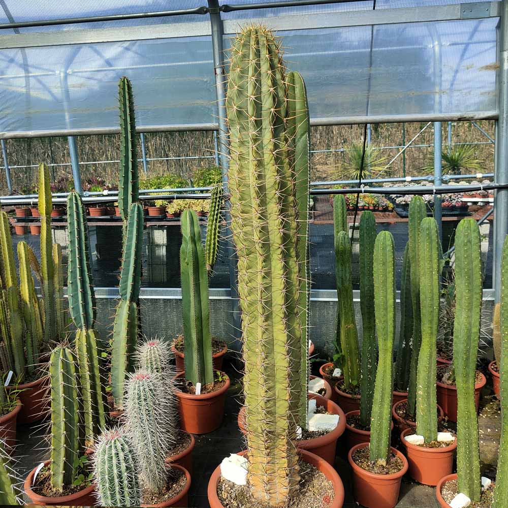 trichocereus chiloensis