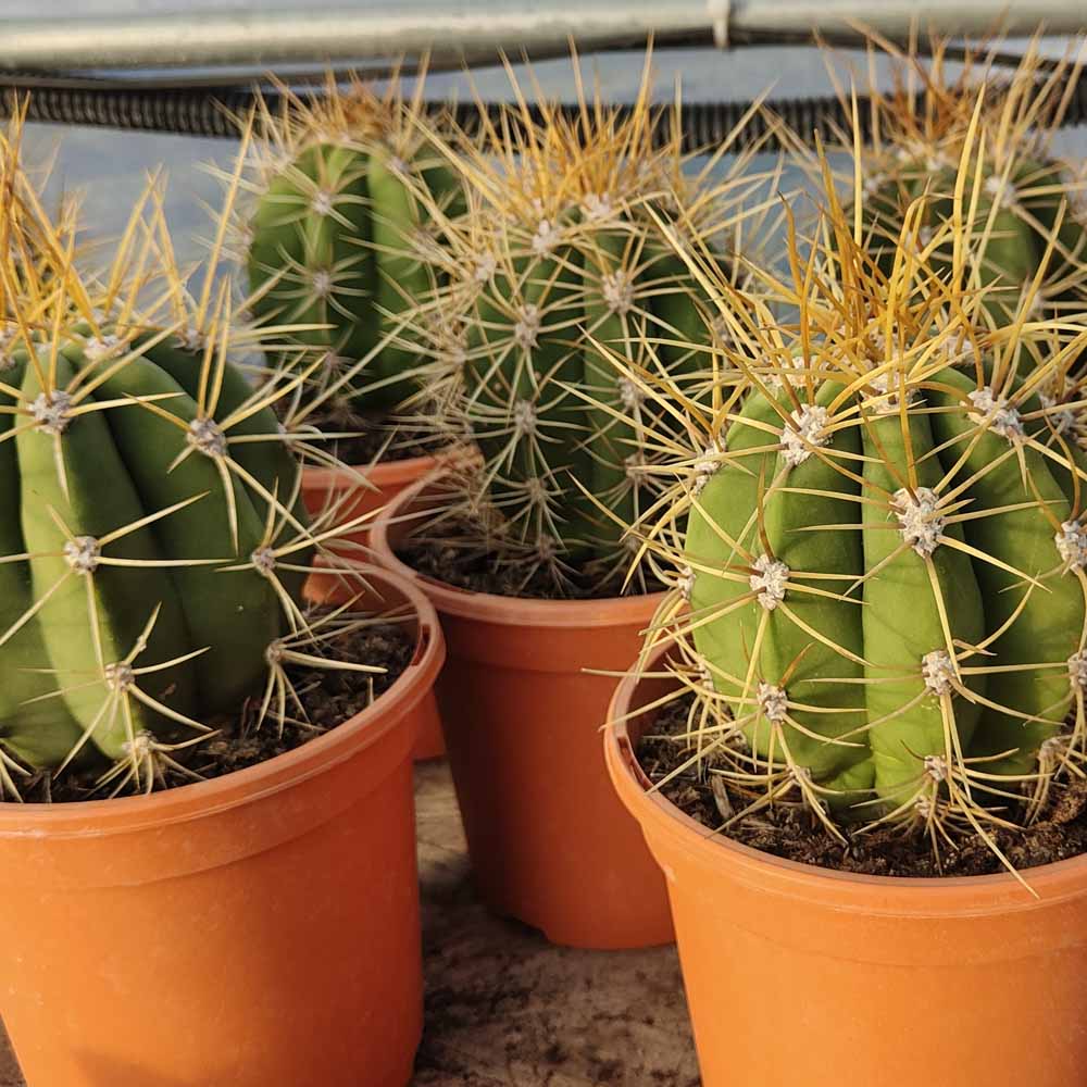 trichocereus pasacana