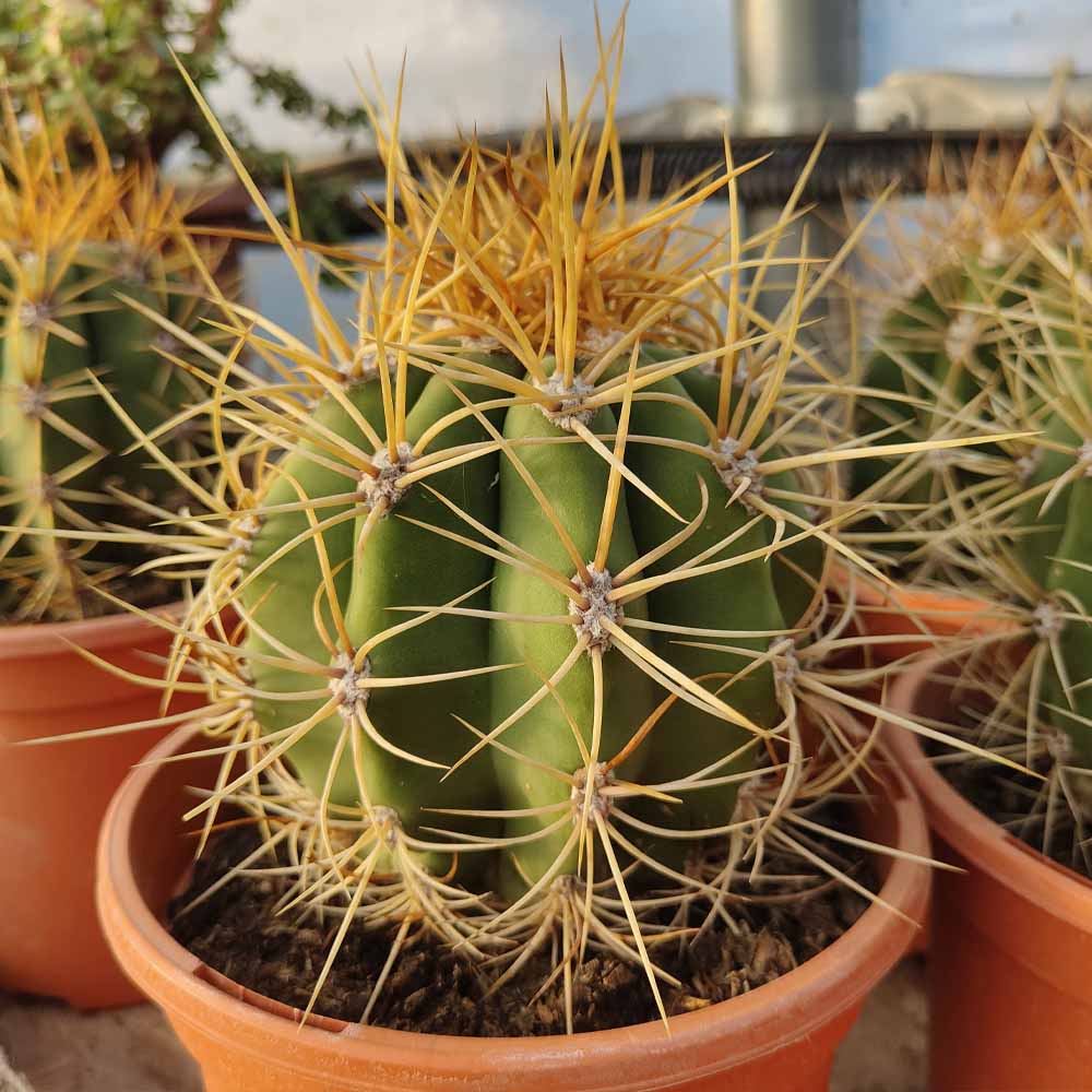 trichocereus pasacana cactus