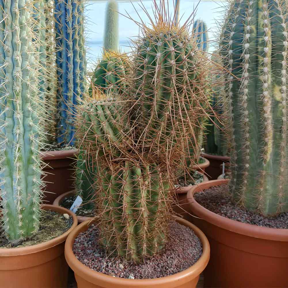 trichocereus terscheckii cactus