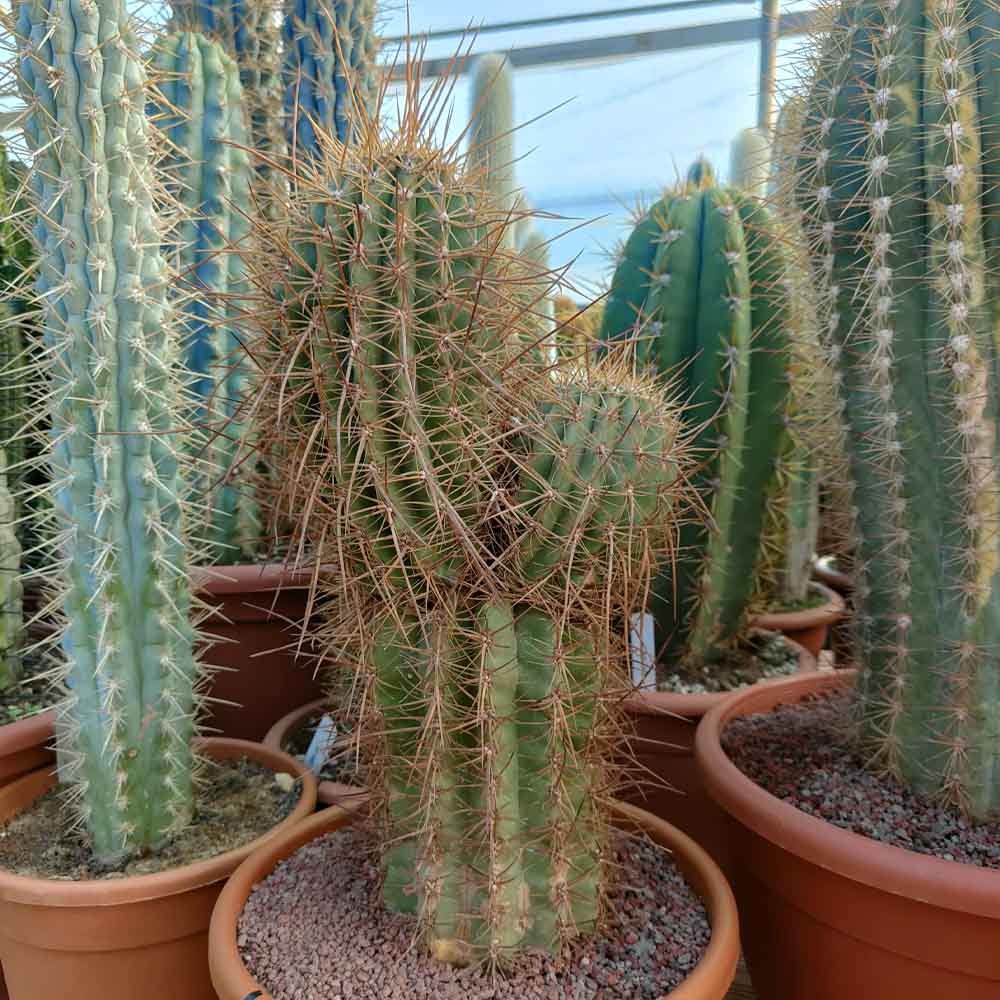 trichocereus terscheckii cactus