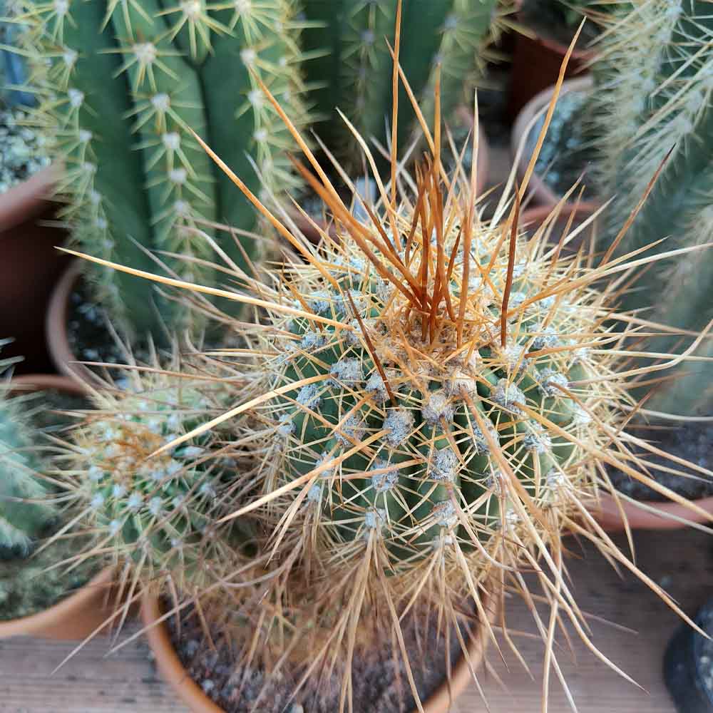 trichocereus terscheckii pianta