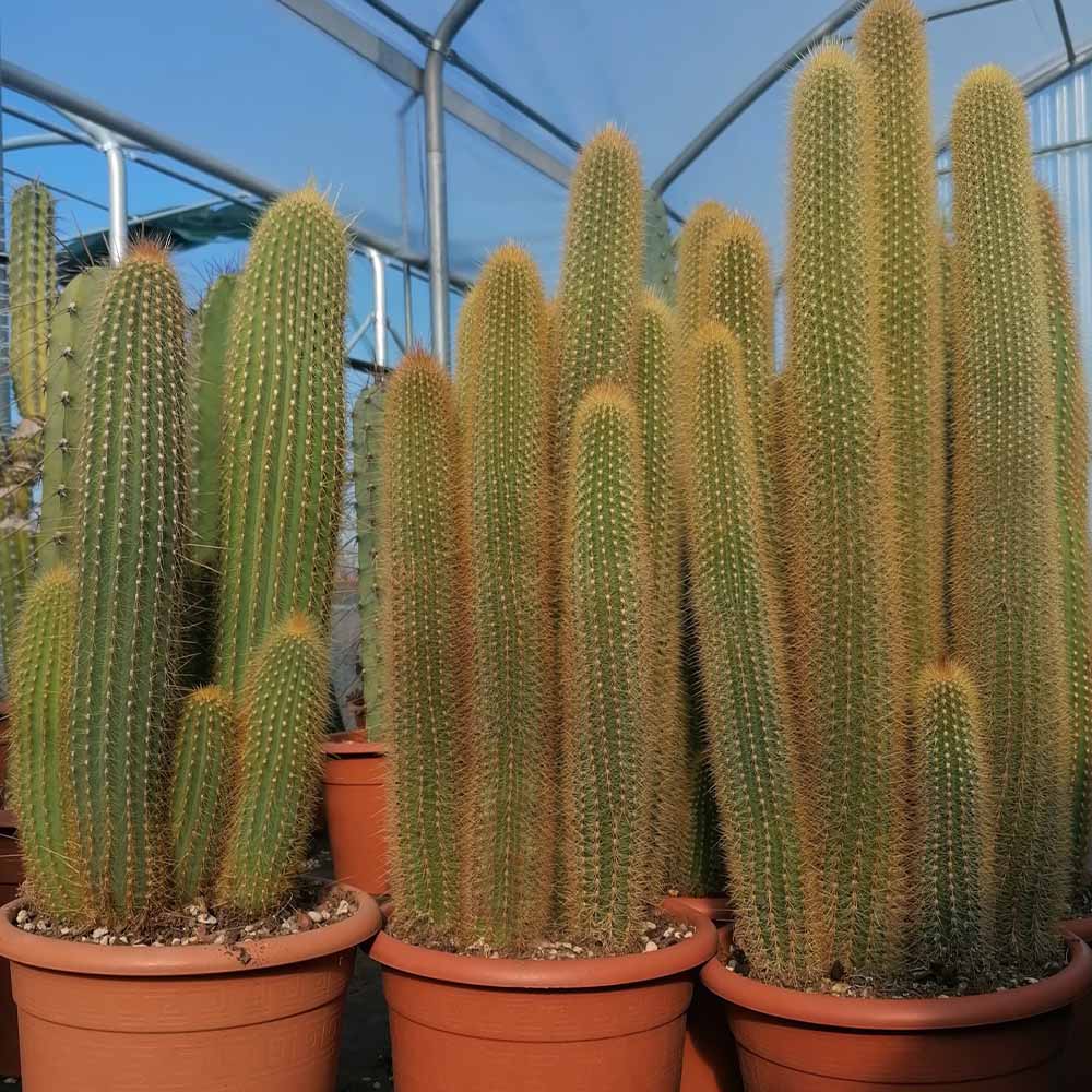 Vatricania guentheri