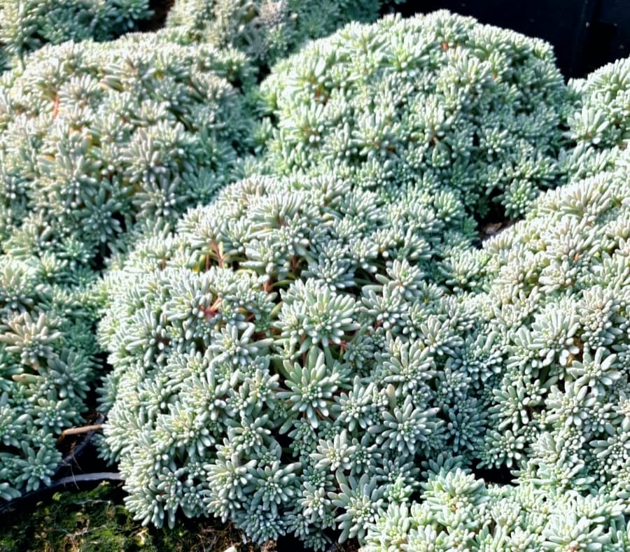 Sedum montanum orientale