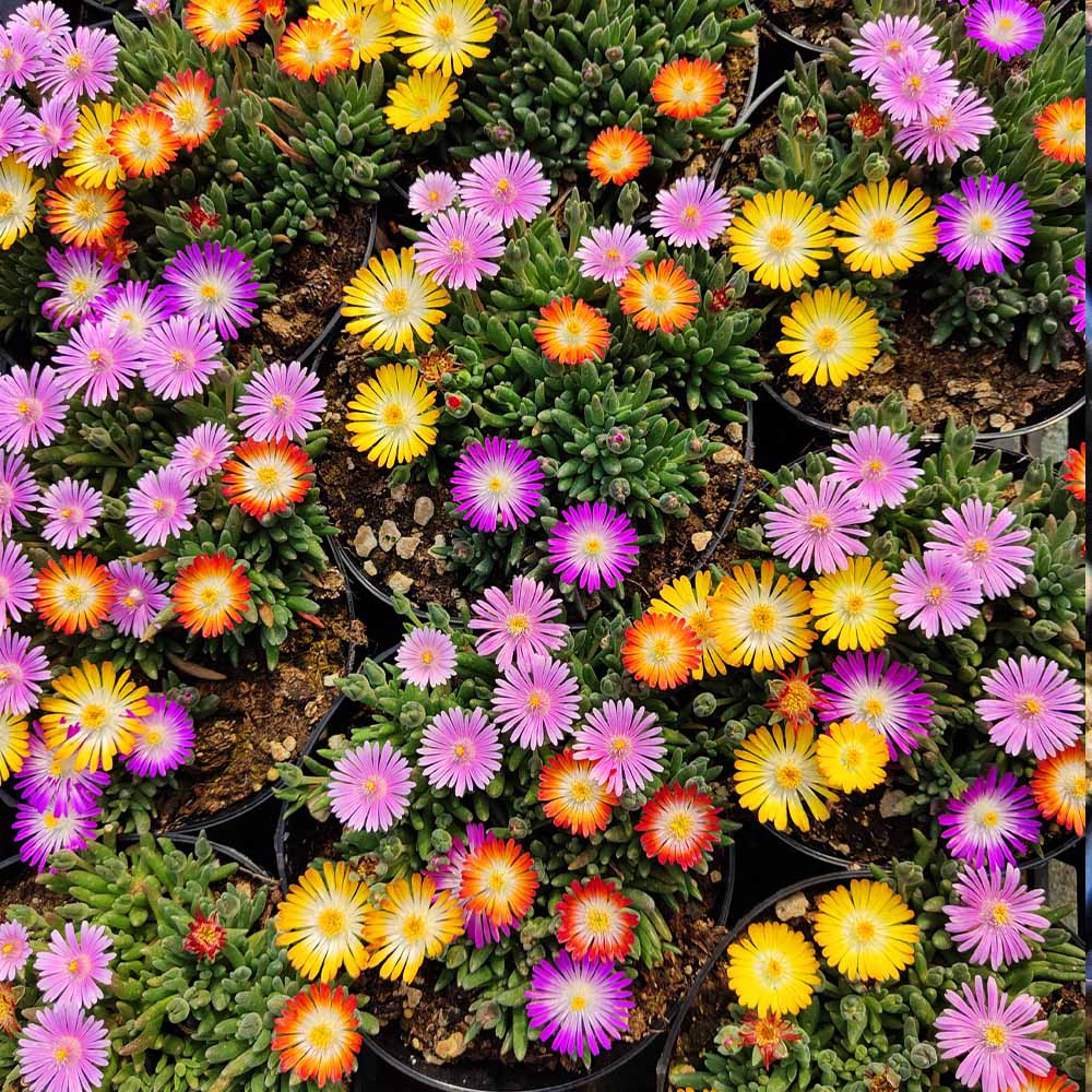 delosperma arlecchino