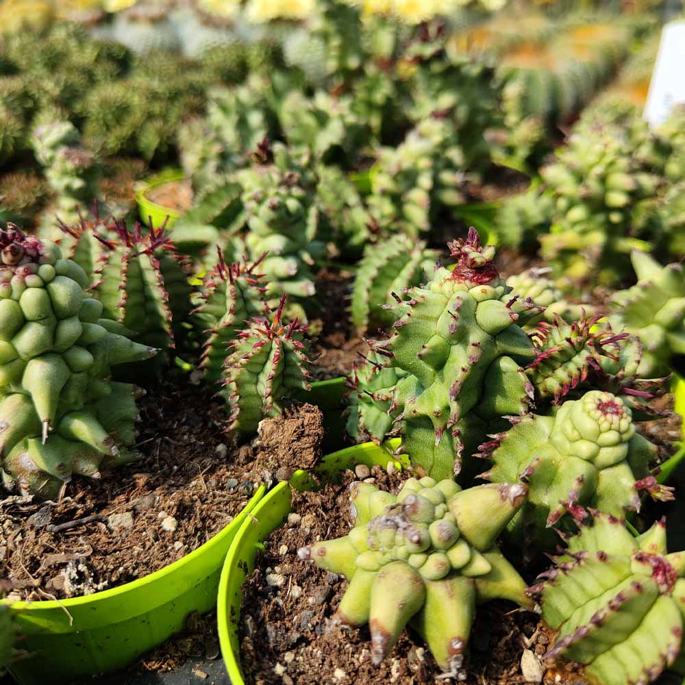 Euphorbia horrida kikko mostruosa