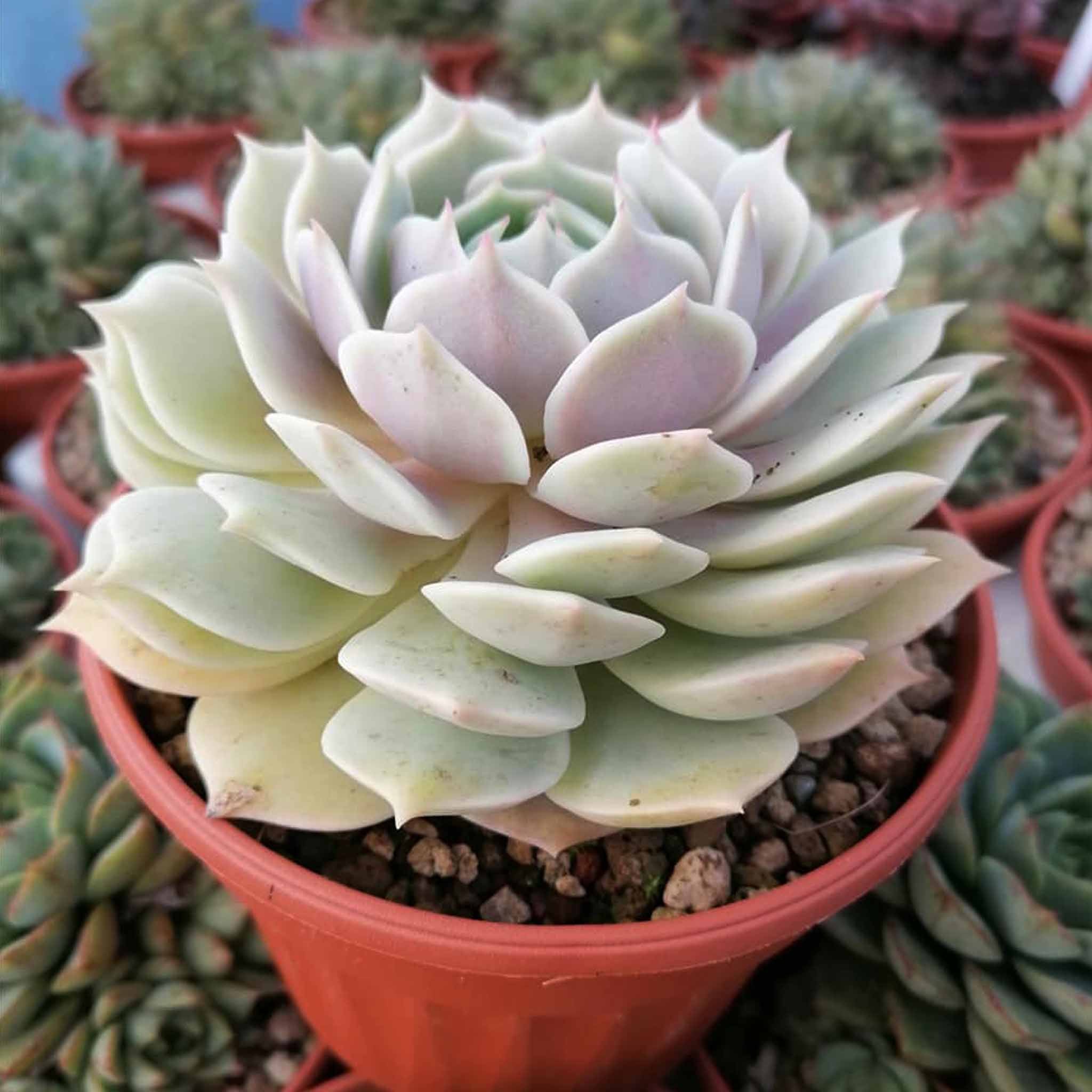 Echeveria clara