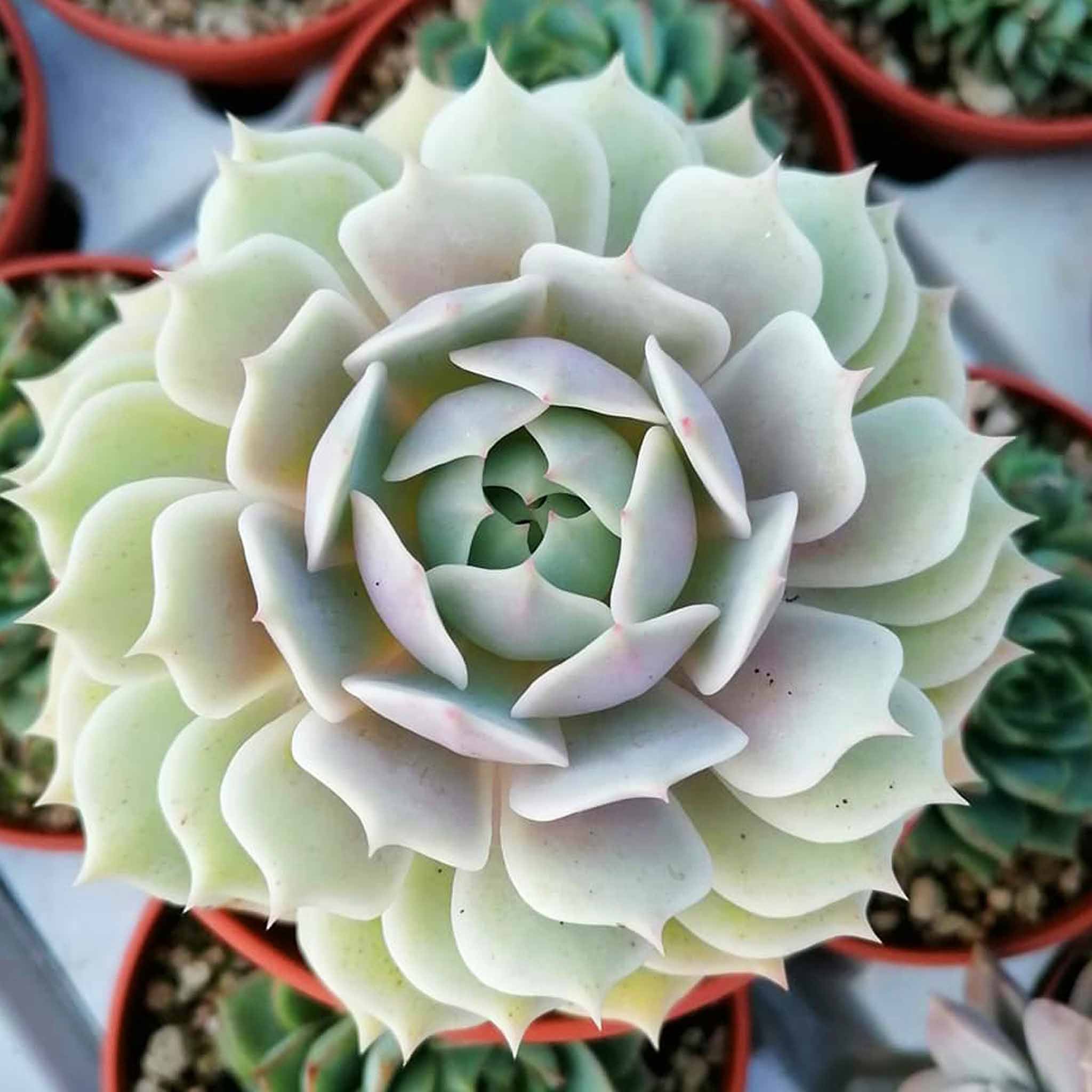 Echeveria clara
