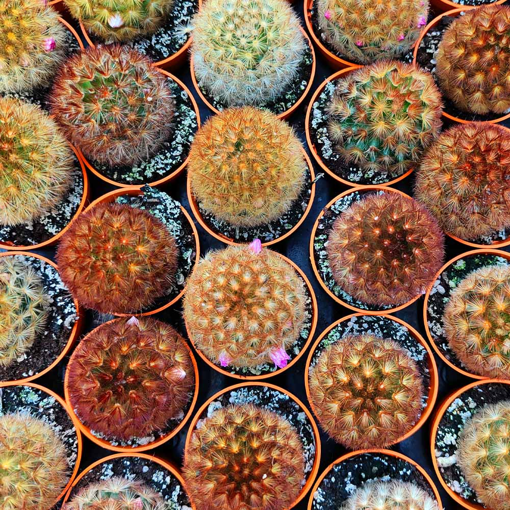 MAMMILLARIA CARMENAE pianta grassa