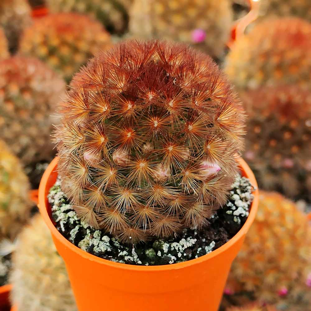 MAMMILLARIA CARMENAE rubrispina