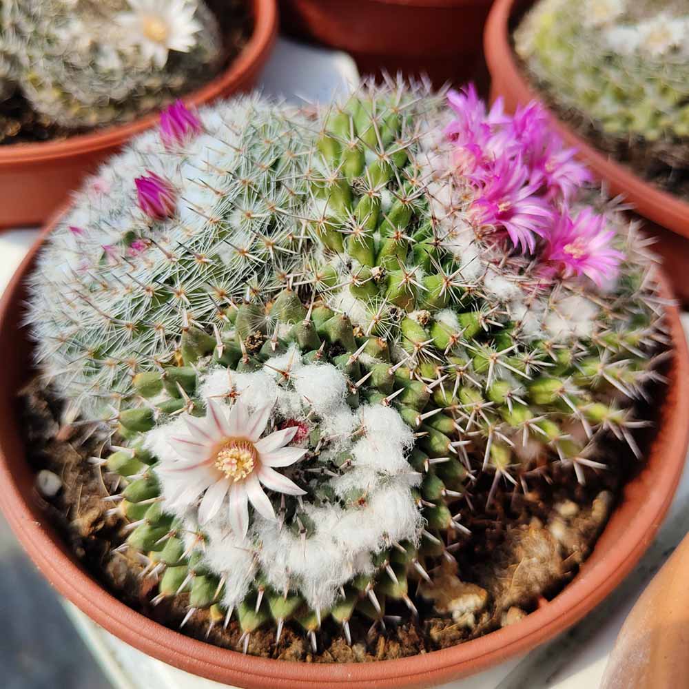 Mammillaria formosa fiore