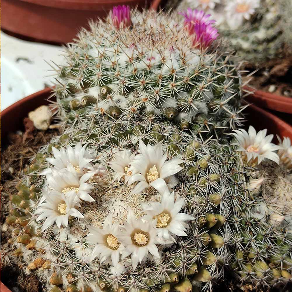 Mammillaria formosa