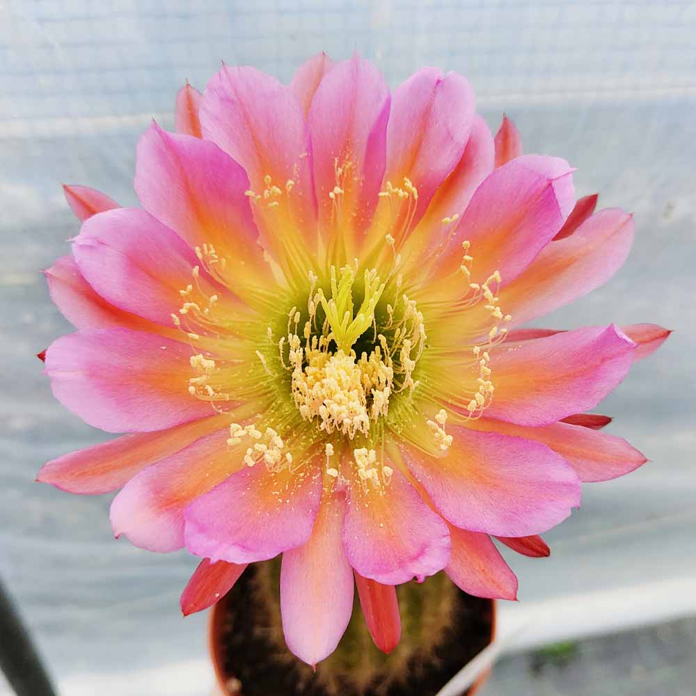 TRICHOCEREUS ROSA SALMONE FIORE
