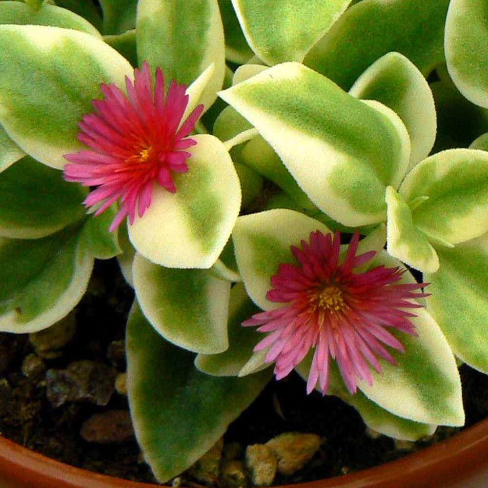 aptenia cordifolia variegata fiore
