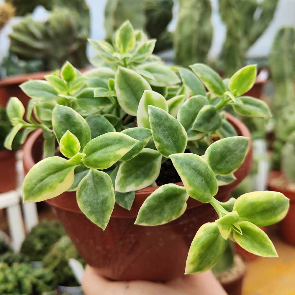aptenia cordifolia variegata