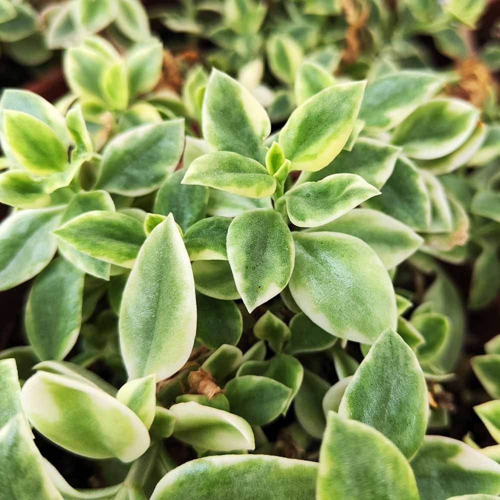 aptenia cordifolia