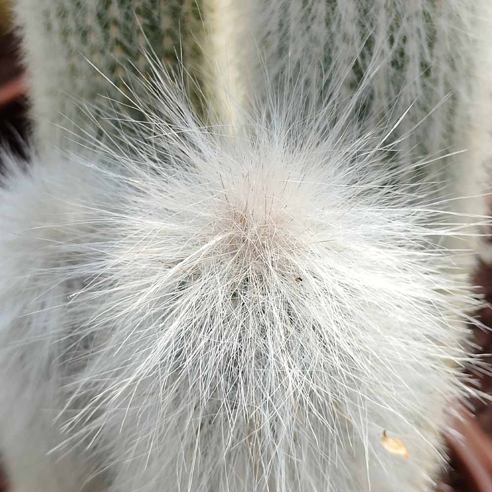 cleistocactus strausii