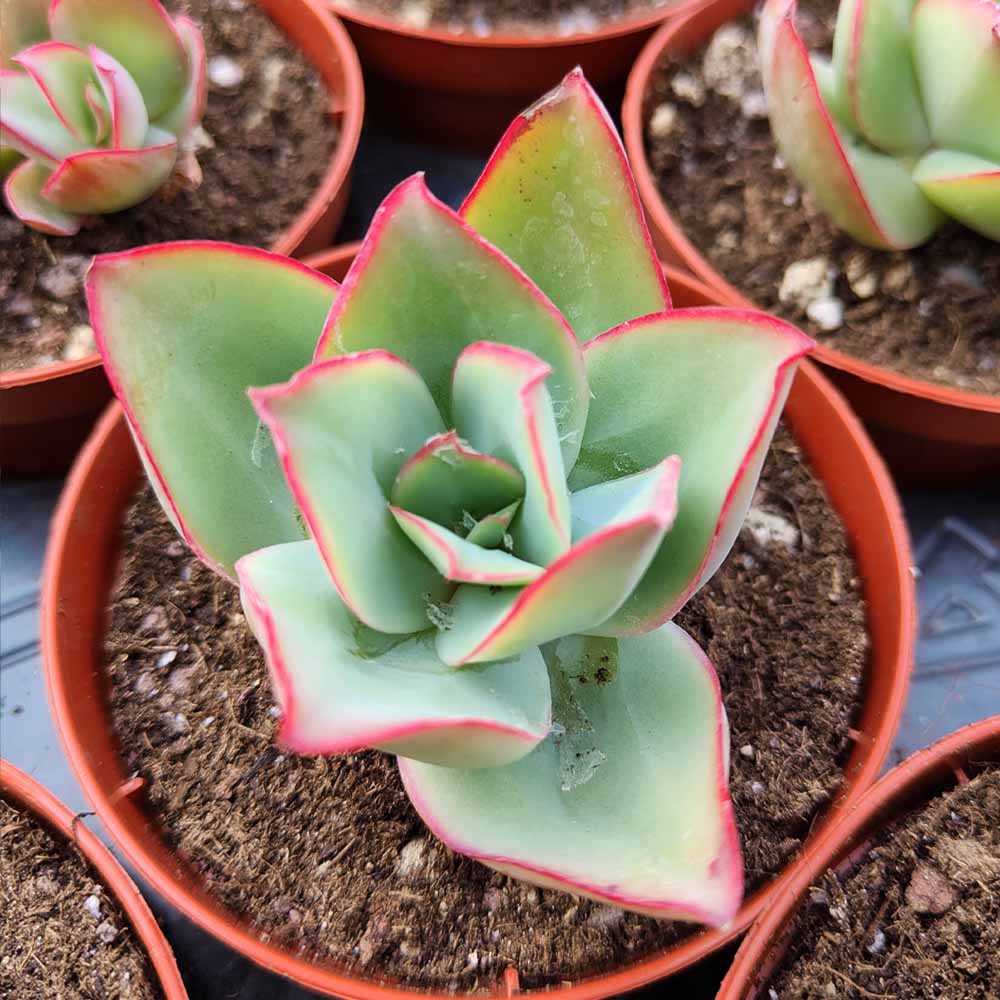echeveria subrigida fire & ice
