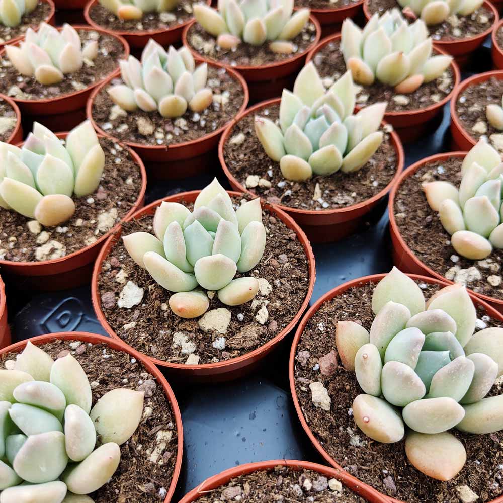 Echeveria 'Ice Crystal'