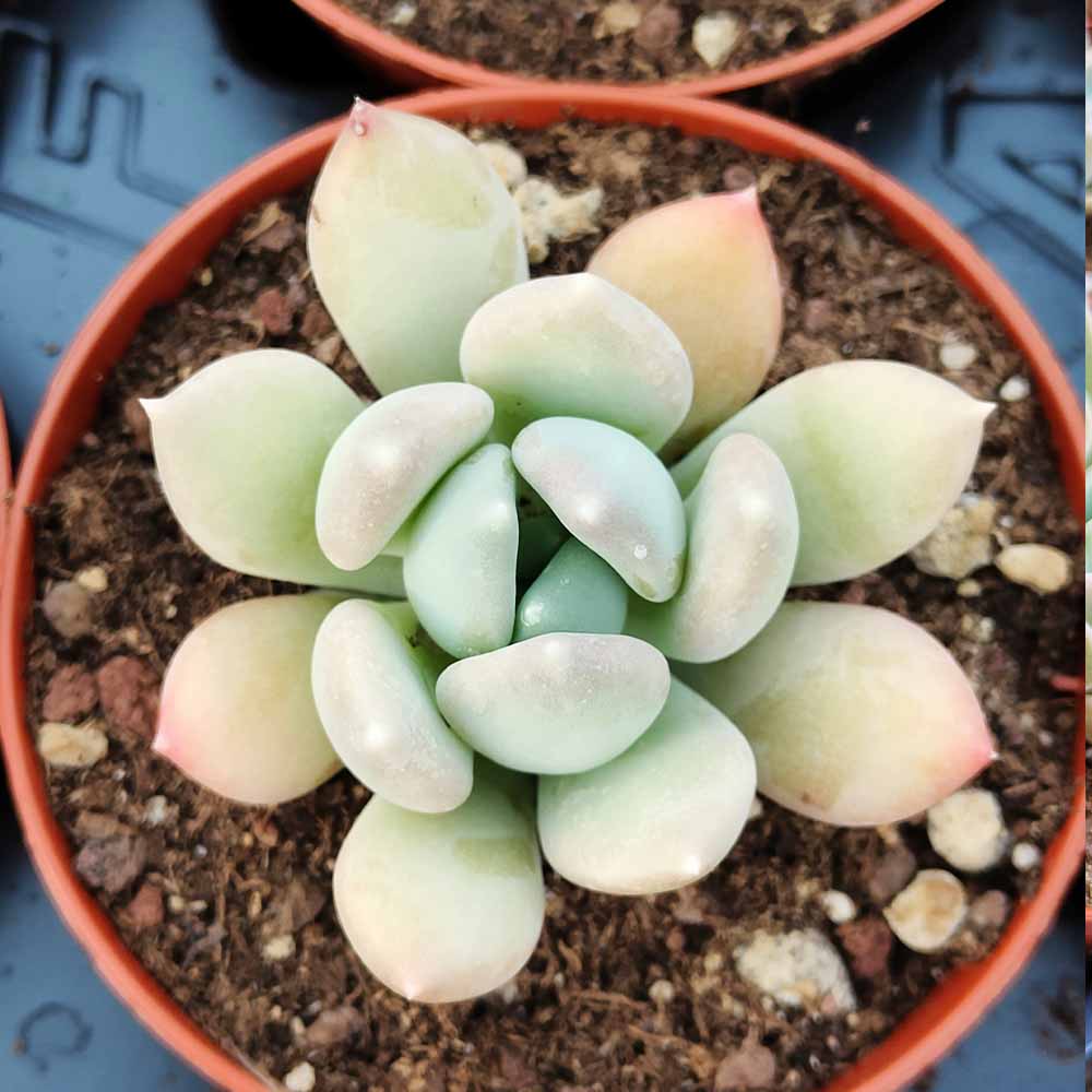 Echeveria 'Ice Crystal'
