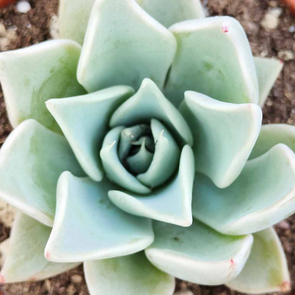 Echeveria subalpina