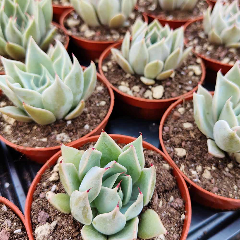 Echeveria subalpina