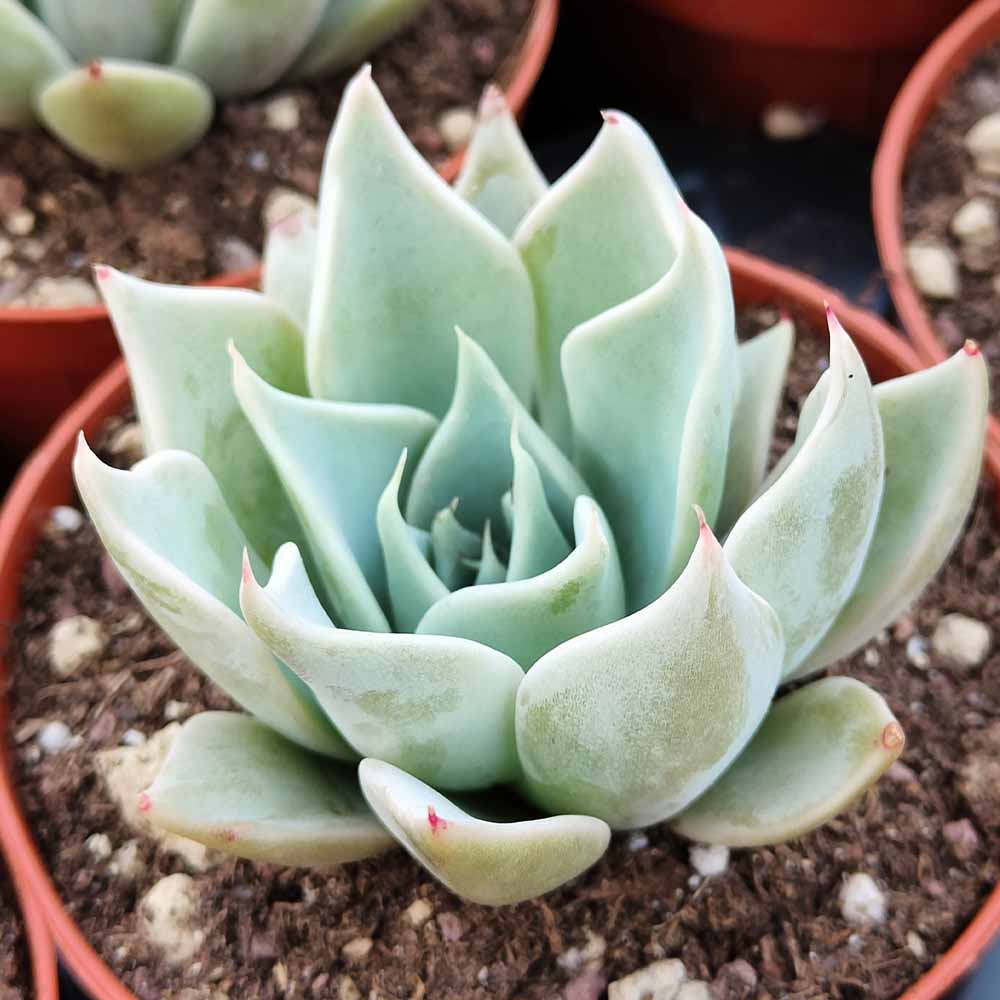 Echeveria subalpina