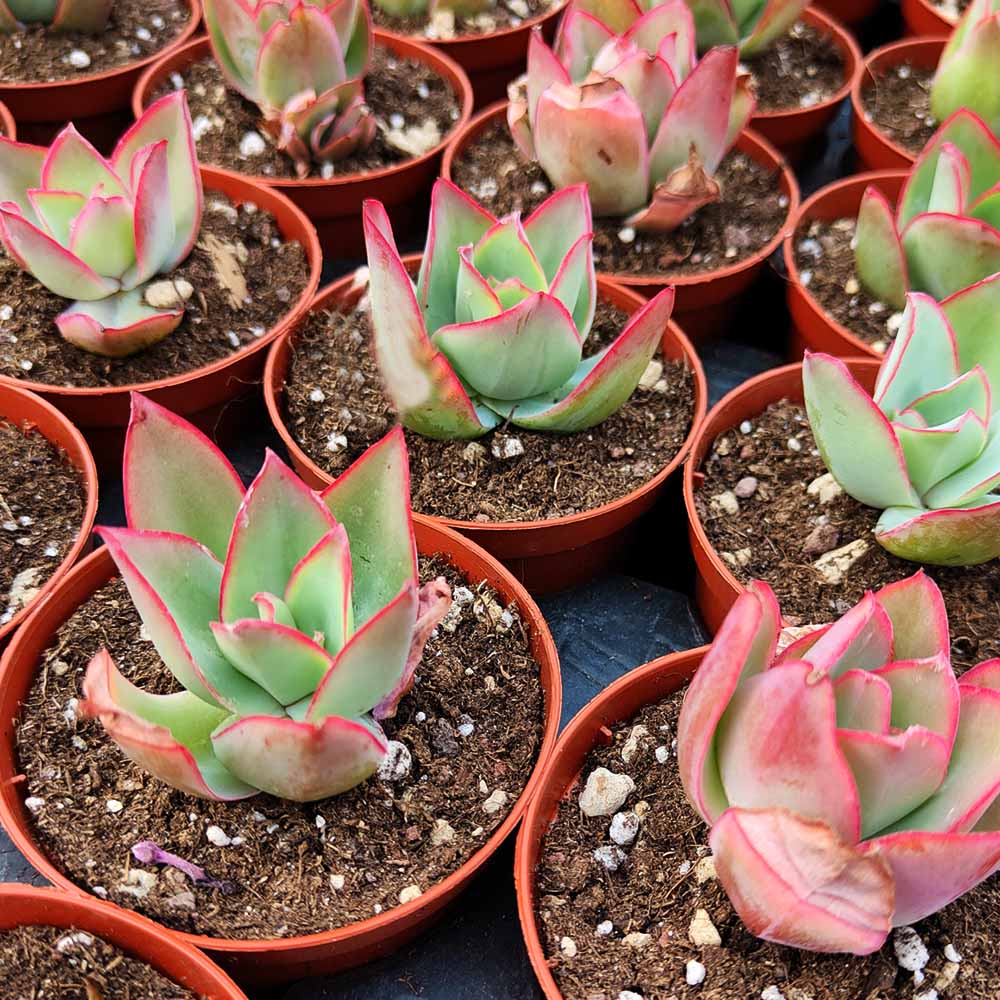 echeveria subrigida fire & ice