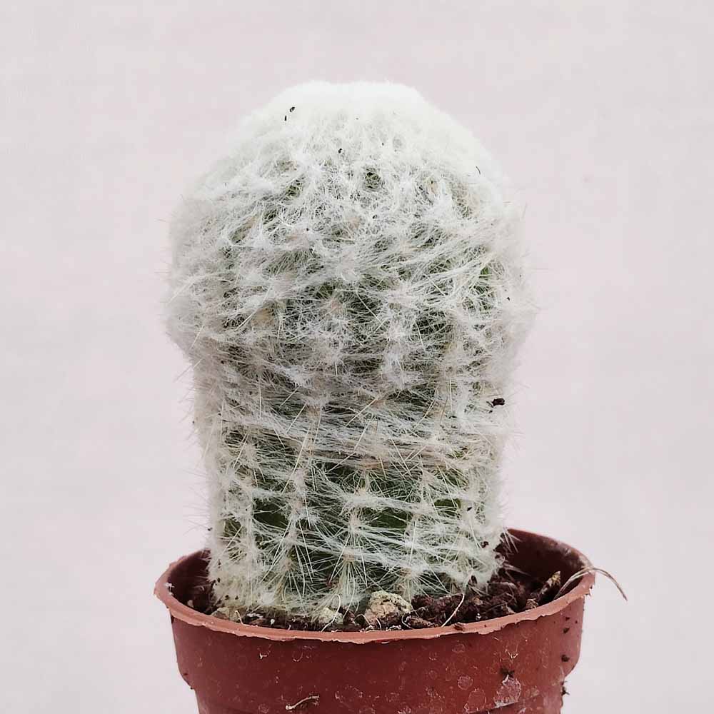 espostoa cactus